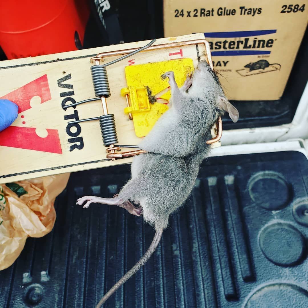 Shield Pest Management, Pest control service, Pest Control Near Me, Pest Control Company, Pest Control Company Near Me, Local Pest Control, Best Pest Control Service, Pet Safe Pest Services, Kid Safe Pest Services, Emergency Pest Control, Emergency Pest Control Near Me, Integrated Pest Management, Home Pest Control Service, General Pest Inspection, Residential Pest Control, Commercial Pest Control, Hotel Pest Control, Restaurant Pest Control, Office Pest Control, Ant Extermination, Ant Pest Control, Bed Bug Extermination, Bed Bug Pest Control, Bee Extermination, Bee Pest Control, Carpet Beetle Extermination, Carpet Beetle Pest Control, Cockroach Extermination, Cockroach Pest Control, Cricket Extermination, Cricket Pest Control, Flea & Mite Extermination, Flea & Mite Pest Control, Hornet & Wasp Extermination, Hornet & wasp Pest Control, Mosquito Extermination, Mosquito Pest Control, Rodent Extermination, Rodent Pest Control, Rat Extermination, Rat pest Control, Silverfish Extermination, Silverfish Pest Control, Spider Extermination, Spider Pest Control