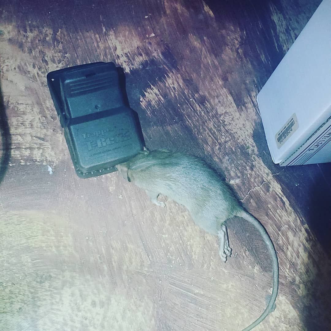 Shield Pest Management, Pest control service, Pest Control Near Me, Pest Control Company, Pest Control Company Near Me, Local Pest Control, Best Pest Control Service, Pet Safe Pest Services, Kid Safe Pest Services, Emergency Pest Control, Emergency Pest Control Near Me, Integrated Pest Management, Home Pest Control Service, General Pest Inspection, Residential Pest Control, Commercial Pest Control, Hotel Pest Control, Restaurant Pest Control, Office Pest Control, Ant Extermination, Ant Pest Control, Bed Bug Extermination, Bed Bug Pest Control, Bee Extermination, Bee Pest Control, Carpet Beetle Extermination, Carpet Beetle Pest Control, Cockroach Extermination, Cockroach Pest Control, Cricket Extermination, Cricket Pest Control, Flea & Mite Extermination, Flea & Mite Pest Control, Hornet & Wasp Extermination, Hornet & wasp Pest Control, Mosquito Extermination, Mosquito Pest Control, Rodent Extermination, Rodent Pest Control, Rat Extermination, Rat pest Control, Silverfish Extermination, Silverfish Pest Control, Spider Extermination, Spider Pest Control