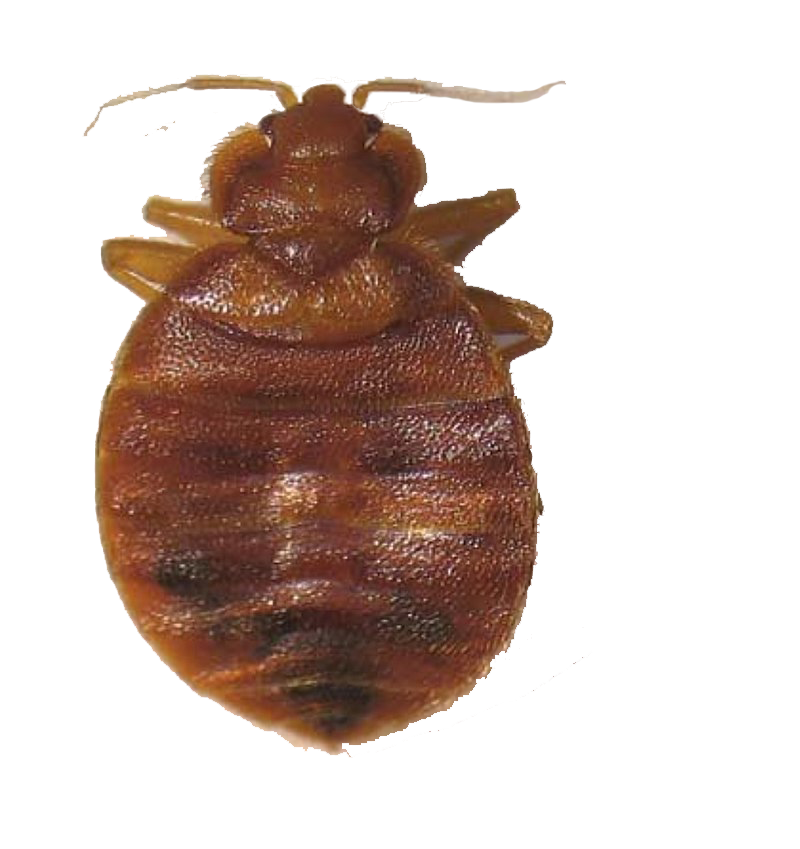 Shield Pest Management, Pest control service, Pest Control Near Me, Pest Control Company, Pest Control Company Near Me, Local Pest Control, Best Pest Control Service, Pet Safe Pest Services, Kid Safe Pest Services, Emergency Pest Control, Emergency Pest Control Near Me, Integrated Pest Management, Home Pest Control Service, General Pest Inspection, Residential Pest Control, Commercial Pest Control, Hotel Pest Control, Restaurant Pest Control, Office Pest Control, Ant Extermination, Ant Pest Control, Bed Bug Extermination, Bed Bug Pest Control, Bee Extermination, Bee Pest Control, Carpet Beetle Extermination, Carpet Beetle Pest Control, Cockroach Extermination, Cockroach Pest Control, Cricket Extermination, Cricket Pest Control, Flea & Mite Extermination, Flea & Mite Pest Control, Hornet & Wasp Extermination, Hornet & wasp Pest Control, Mosquito Extermination, Mosquito Pest Control, Rodent Extermination, Rodent Pest Control, Rat Extermination, Rat pest Control, Silverfish Extermination, Silverfish Pest Control, Spider Extermination, Spider Pest Control, Pico Rivera CA, Whittier CA, Montebello CA, Downey CA, Santa Fe Springs CA, Norwalk CA, Monterey Park CA, Commerce CA, Bell Gardens CA, Bellflower CA, Paramount CA, Lakewood CA, Cerritos CA, City of industry CA, El Monte CA, Baldwin Park CA, West Covina CA, Rosemead CA, Monrovia CA, Azusa CA, Alhambra CA