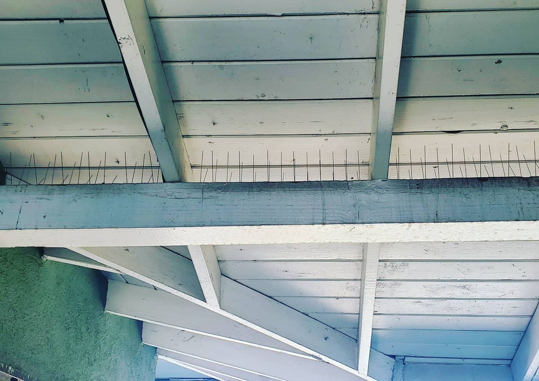 Shield Pest Management, Pest control service, Pest Control Near Me, Pest Control Company, Pest Control Company Near Me, Local Pest Control, Best Pest Control Service, Pet Safe Pest Services, Kid Safe Pest Services, Emergency Pest Control, Emergency Pest Control Near Me, Integrated Pest Management, Home Pest Control Service, General Pest Inspection, Residential Pest Control, Commercial Pest Control, Hotel Pest Control, Restaurant Pest Control, Office Pest Control, Ant Extermination, Ant Pest Control, Bed Bug Extermination, Bed Bug Pest Control, Bee Extermination, Bee Pest Control, Carpet Beetle Extermination, Carpet Beetle Pest Control, Cockroach Extermination, Cockroach Pest Control, Cricket Extermination, Cricket Pest Control, Flea & Mite Extermination, Flea & Mite Pest Control, Hornet & Wasp Extermination, Hornet & wasp Pest Control, Mosquito Extermination, Mosquito Pest Control, Rodent Extermination, Rodent Pest Control, Rat Extermination, Rat pest Control, Silverfish Extermination, Silverfish Pest Control, Spider Extermination, Spider Pest Control