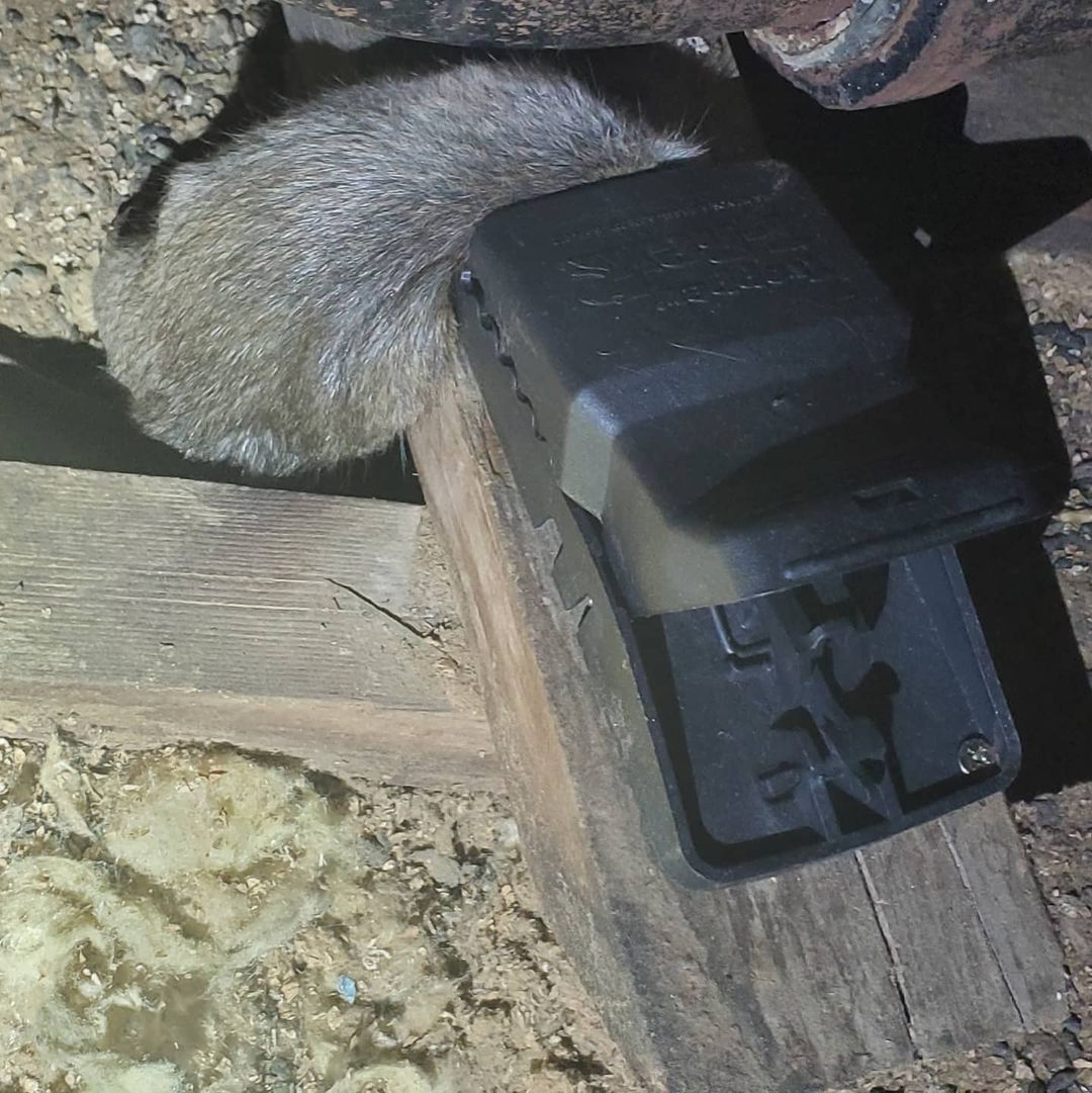 Shield Pest Management, Pest control service, Pest Control Near Me, Pest Control Company, Pest Control Company Near Me, Local Pest Control, Best Pest Control Service, Pet Safe Pest Services, Kid Safe Pest Services, Emergency Pest Control, Emergency Pest Control Near Me, Integrated Pest Management, Home Pest Control Service, General Pest Inspection, Residential Pest Control, Commercial Pest Control, Hotel Pest Control, Restaurant Pest Control, Office Pest Control, Ant Extermination, Ant Pest Control, Bed Bug Extermination, Bed Bug Pest Control, Bee Extermination, Bee Pest Control, Carpet Beetle Extermination, Carpet Beetle Pest Control, Cockroach Extermination, Cockroach Pest Control, Cricket Extermination, Cricket Pest Control, Flea & Mite Extermination, Flea & Mite Pest Control, Hornet & Wasp Extermination, Hornet & wasp Pest Control, Mosquito Extermination, Mosquito Pest Control, Rodent Extermination, Rodent Pest Control, Rat Extermination, Rat pest Control, Silverfish Extermination, Silverfish Pest Control, Spider Extermination, Spider Pest Control