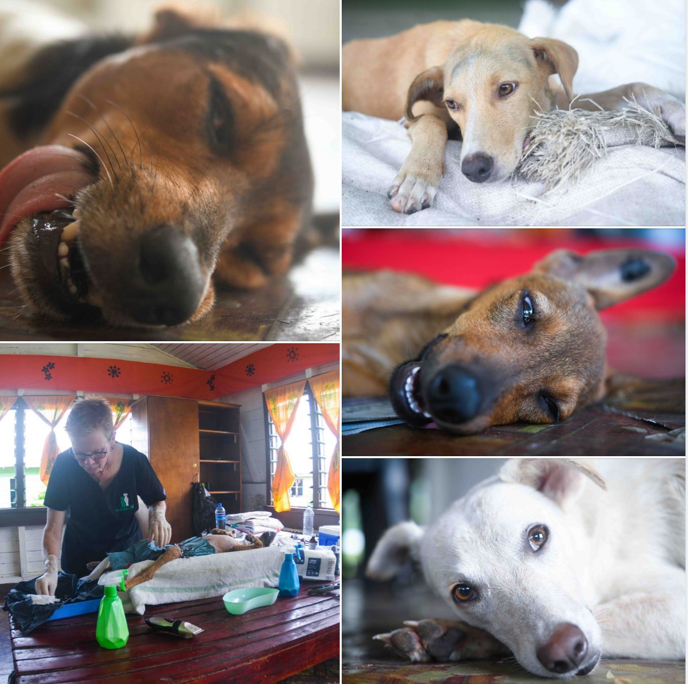 Dogs recovering from anaesthetic at the Waterlust sponsored desex clinic in Fiji