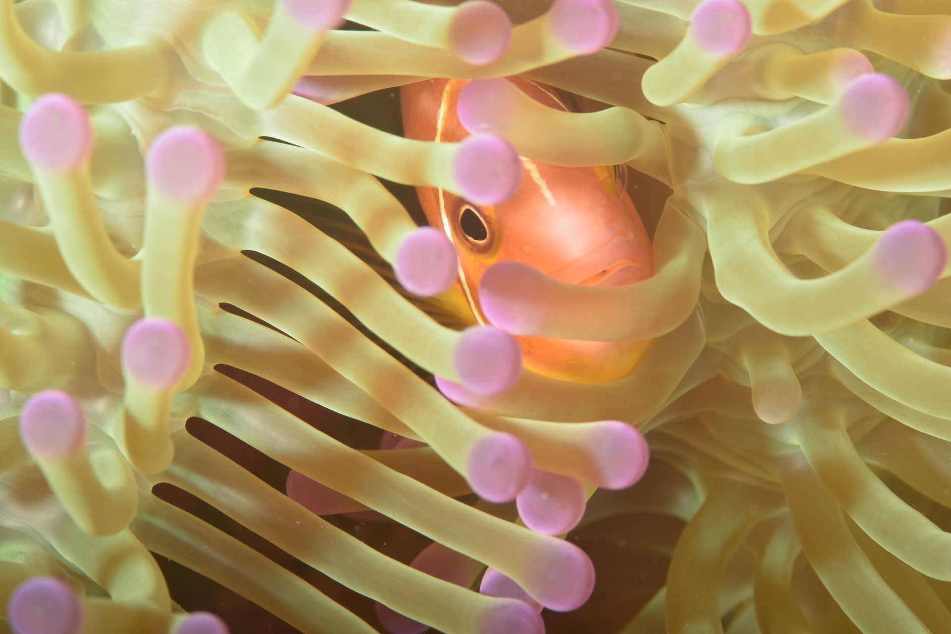 A beautiful and unusual portrayal of an orange clown fish peeping through the  yellow and pink tentacles of an anemone