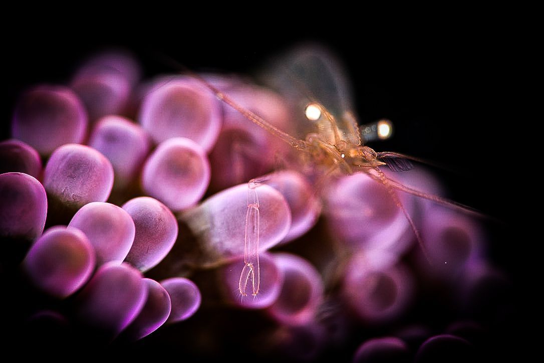 A transparent glass shrimp with vivid white eyes perched on pink anemome tentacles in very soft focus reflecting the use of the bokeh technique in Fiji underwater photography 