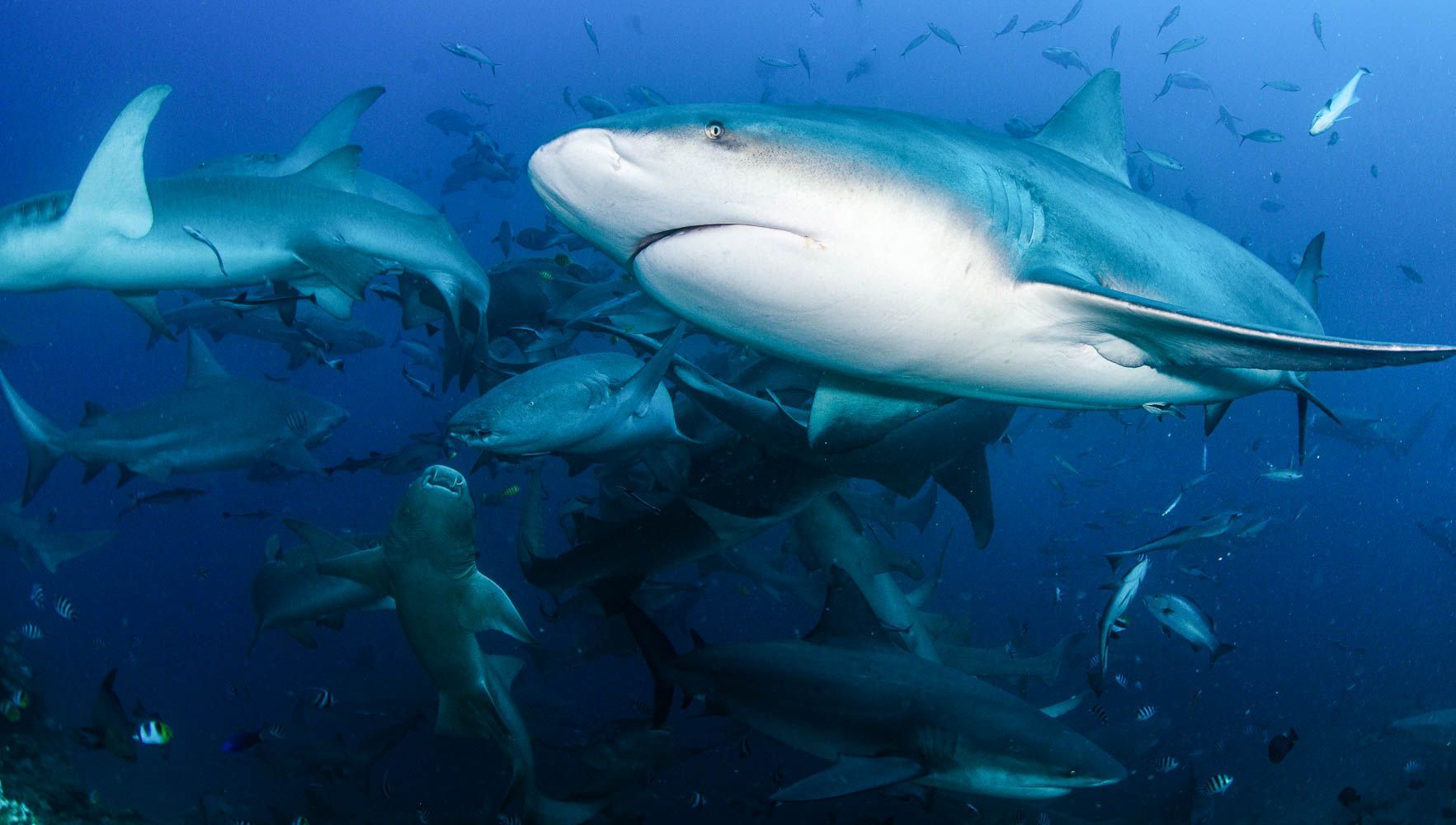 A bull shark is swimming in the foreground against a backdrop of feeding sharks in Fiji's blue waters
