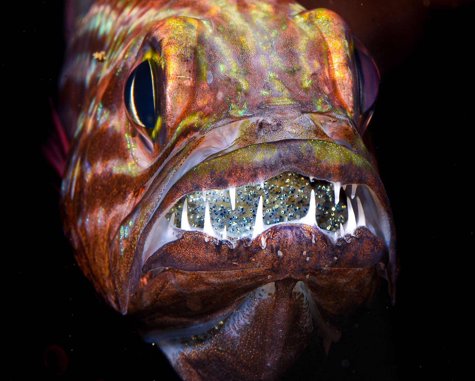 An underwater macro photography image of a male cardinal fish with very sharp elongated teeth holding thousands of glistening eggs in his mouth taken by the Fiji underwater photographer