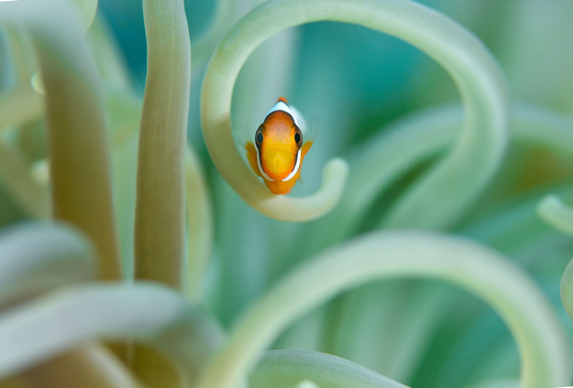 A tiny orange clownfish facing the camera amid the tentacles of a blue and white anemone