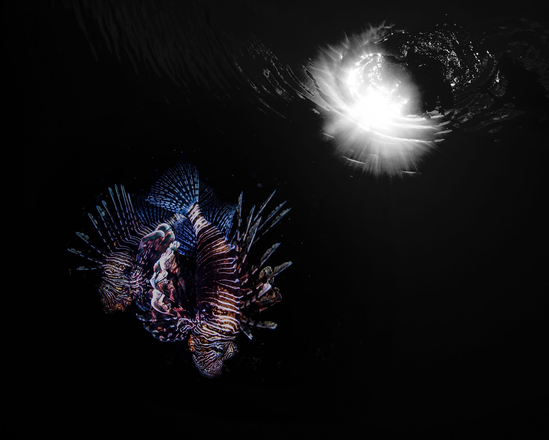 Two lionfish under a torch light captured beautifully by the Fiji underwater photographer