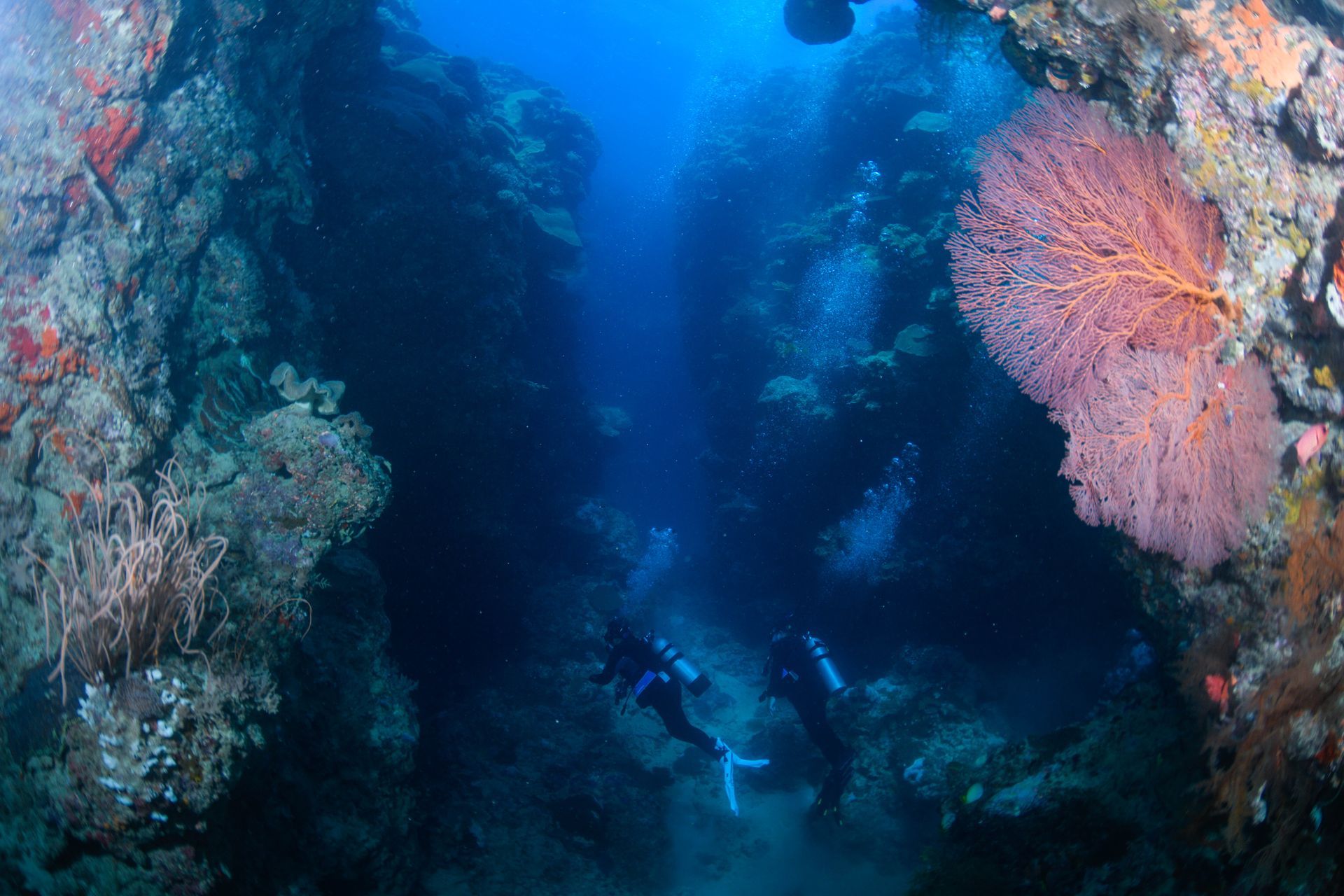 Two divers swim through a narrow channel in the reef with pink sea fans framing the scene in Fiji 