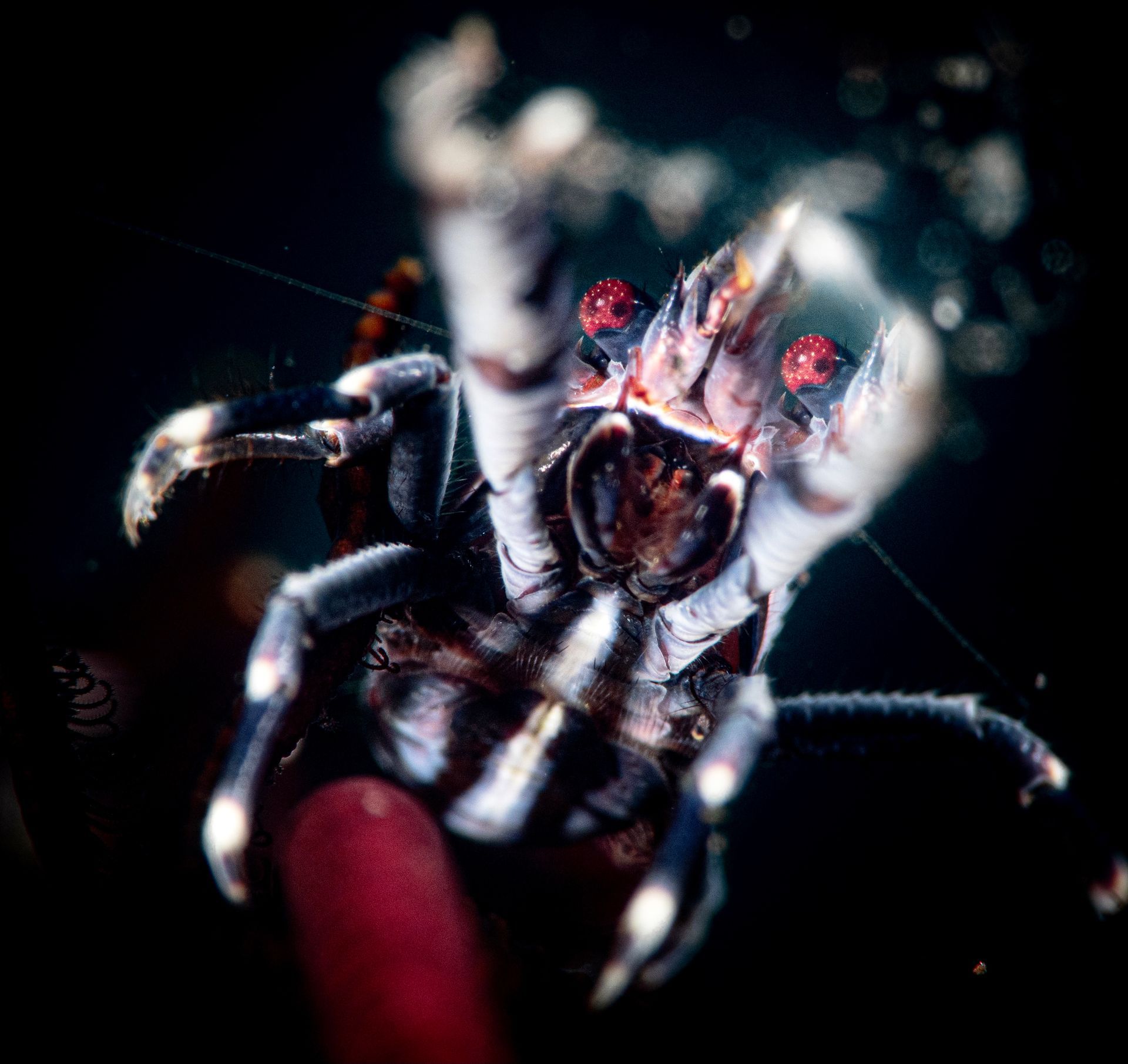 A crinoid squat lobster with bright red eyes and with its front claws defending itself  taken on a macro photography workshop in Fiji 