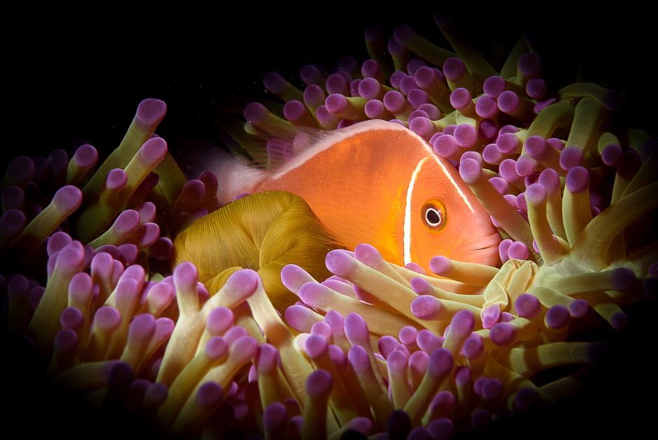 An orange skunk anemone clownfish  positions itself deep amid the tentacles of its home anemone on a coral reef in Fiji on an underwater photography dive package
