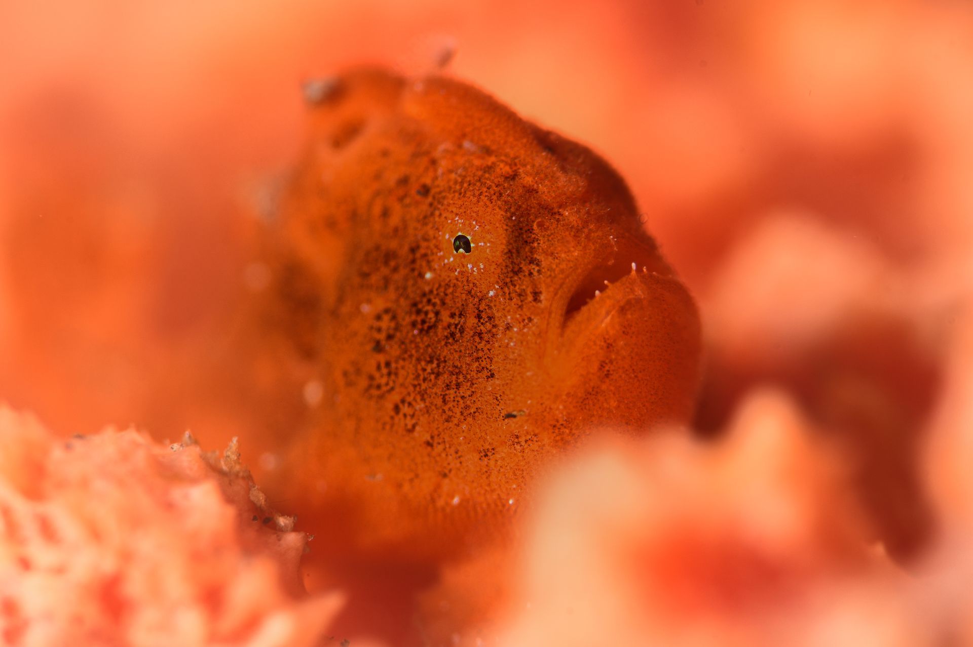 A red frogfish against a soft red background taken on an underwater macro photography package to Fiji 