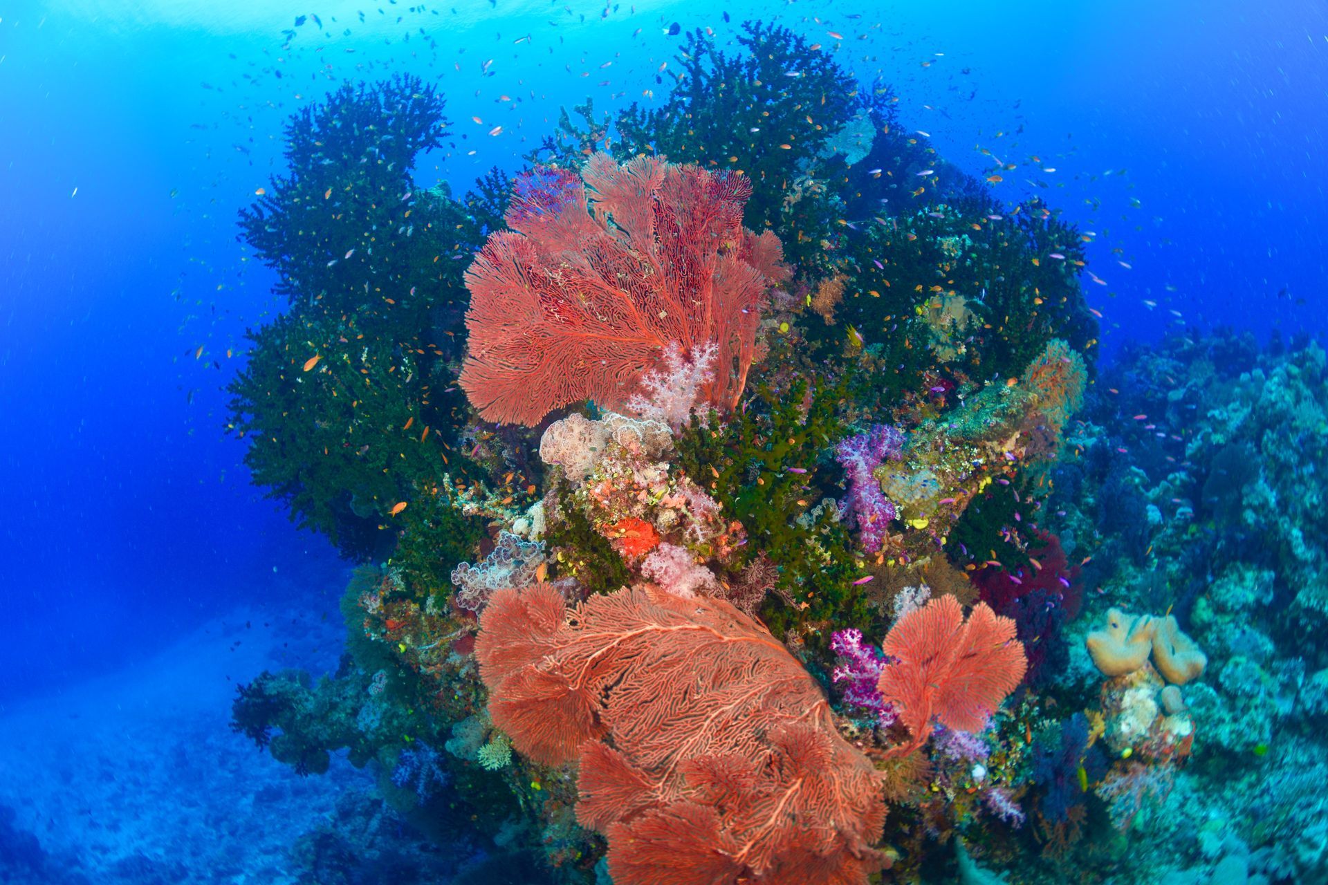 Red sea fans positioned on a coral garden amid darker hard corals in the clear blue water of Fiji 