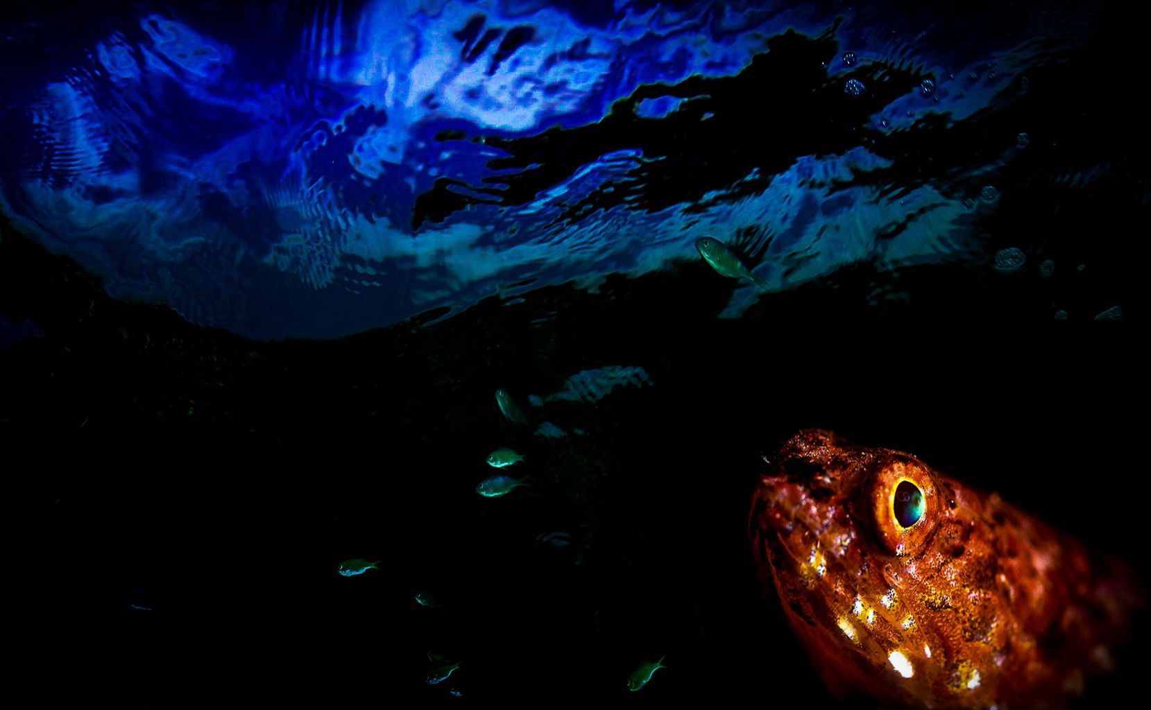 A red lizard fish under a blue ocean containing fish showing the technique of a composite image by the Fiji underwater photographer