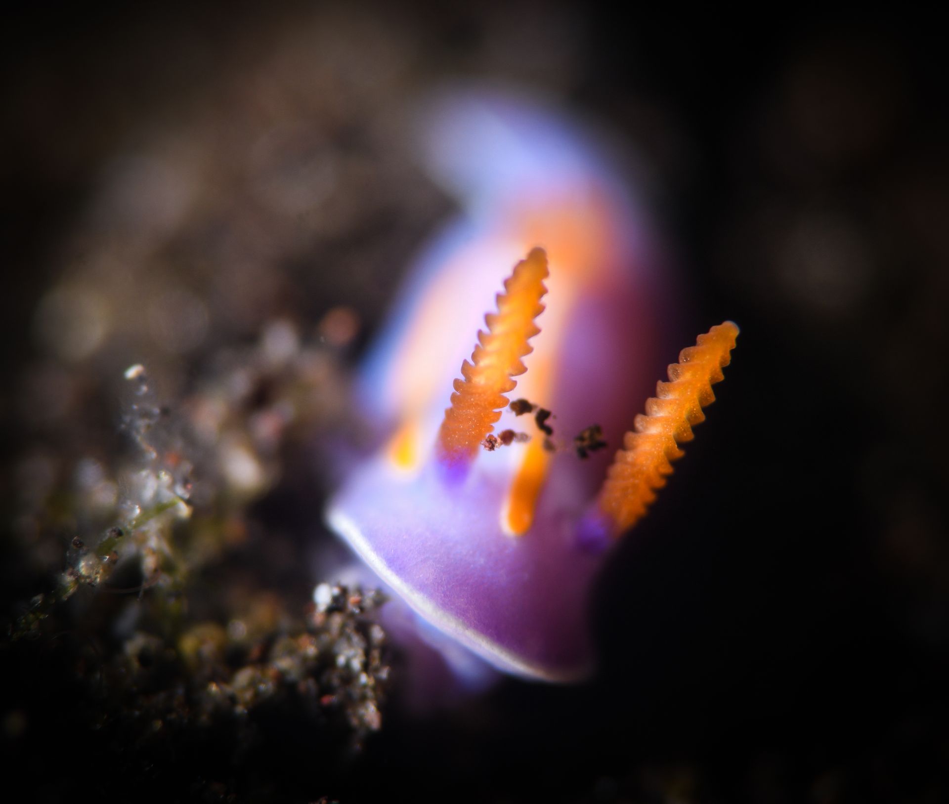A purple and orange nudibranch moving towards the camera over black sand 