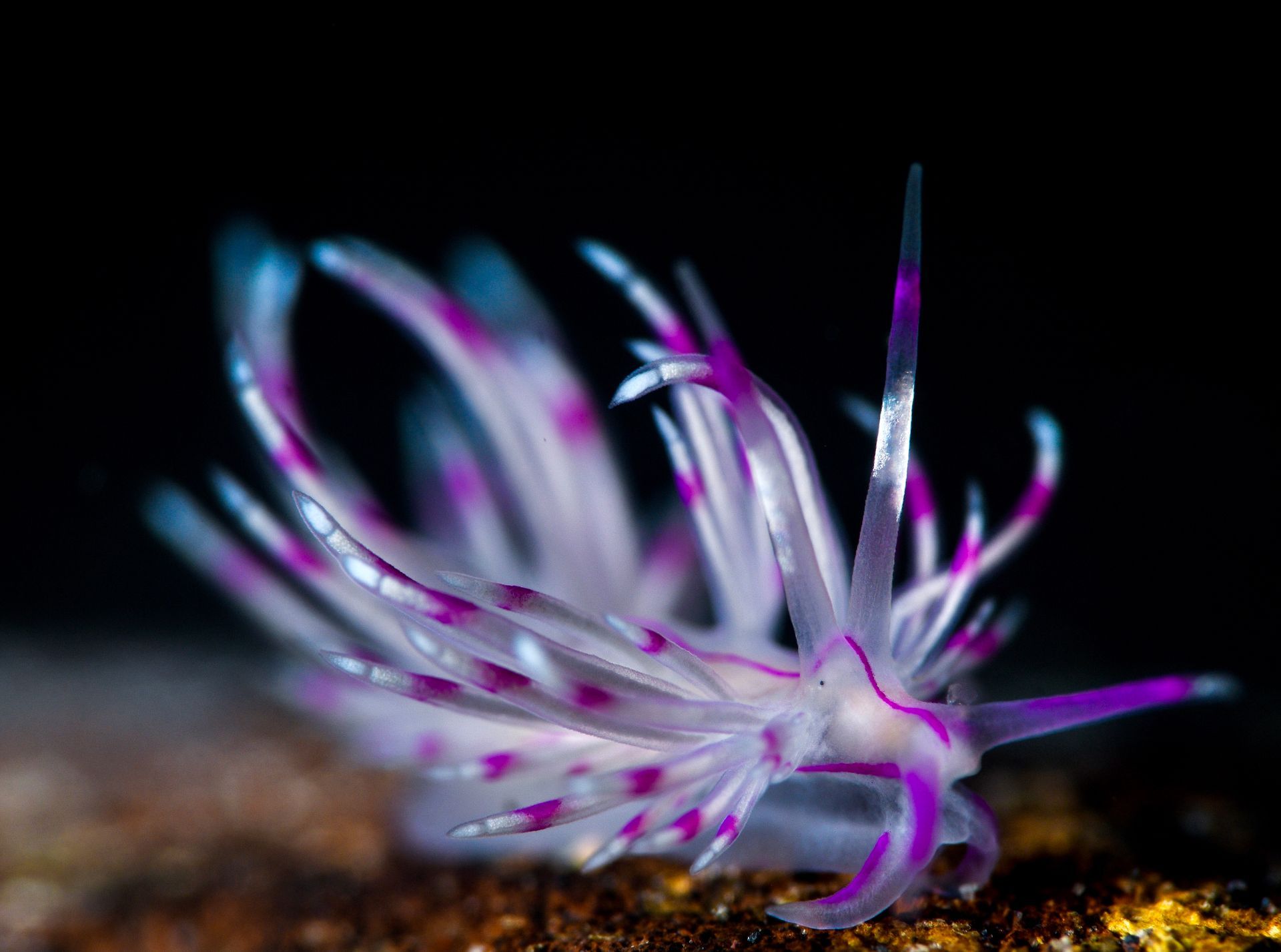 A white an purple nudibranch with long tentacles crawls along the sea bed in Fiji 