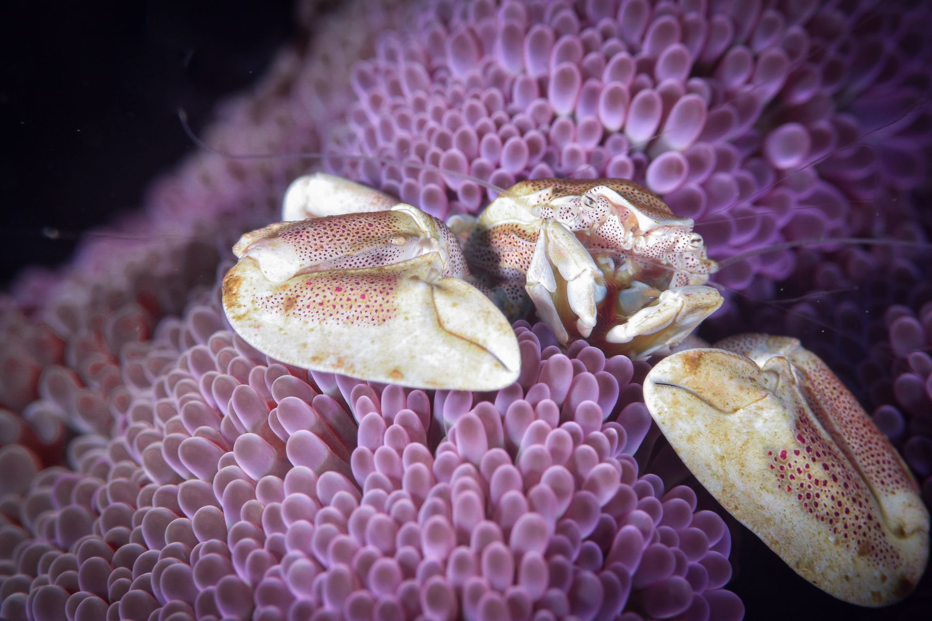 A white porcelain crab with its largest front claws flexed for attack sits amid a purple anemone taken on a Fiji underwater photography workshop