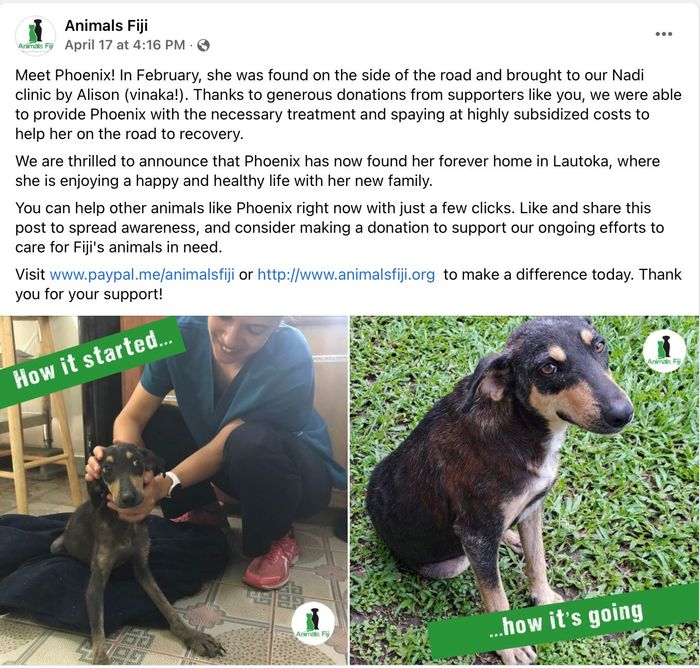 A very thin and mange covered black puppy is being assisted by a vet from Animals Fiji charity 