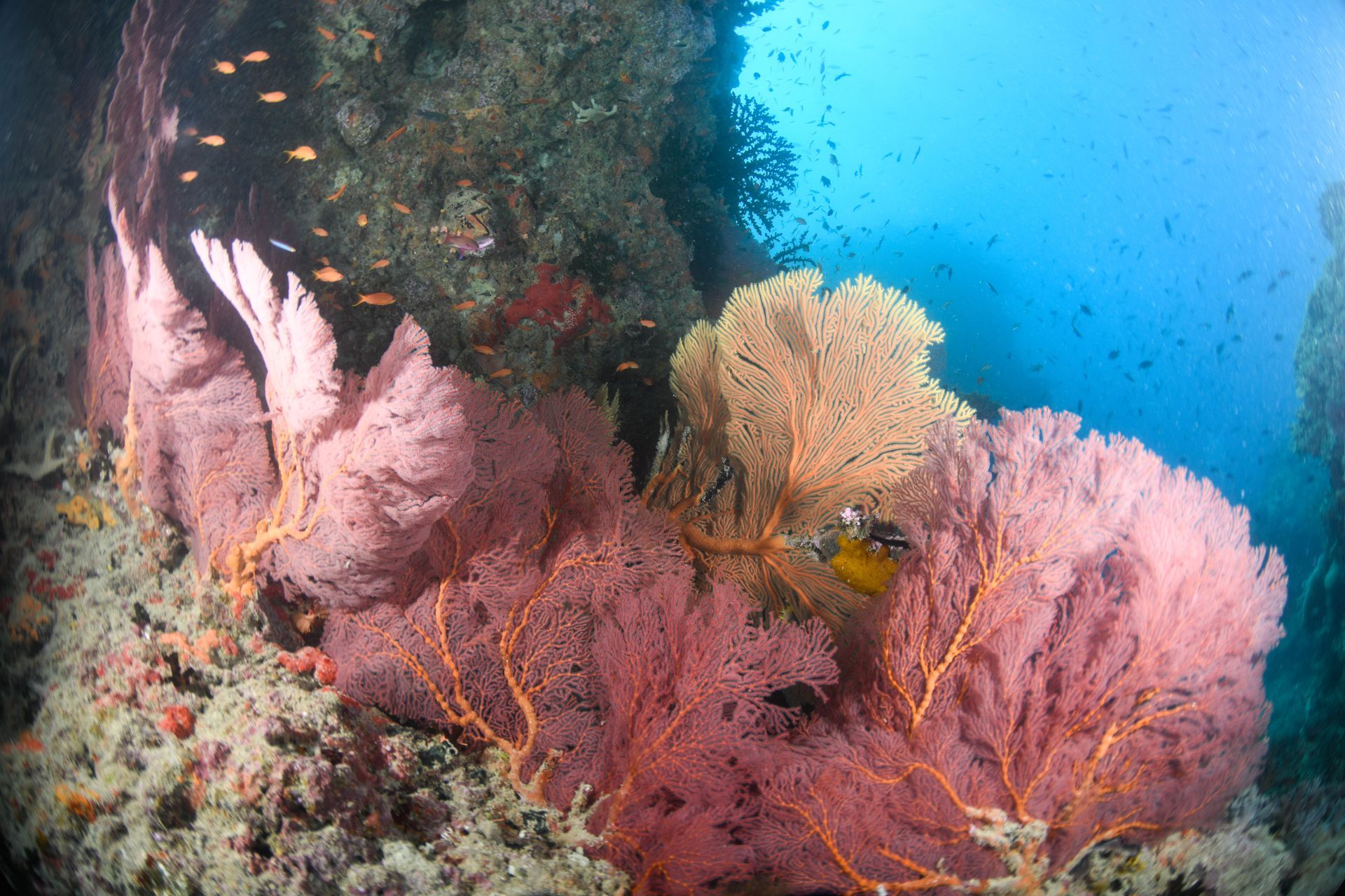 Pink soft corals and sea fans sitting on a coral garden reef in Fiji's blue ocean