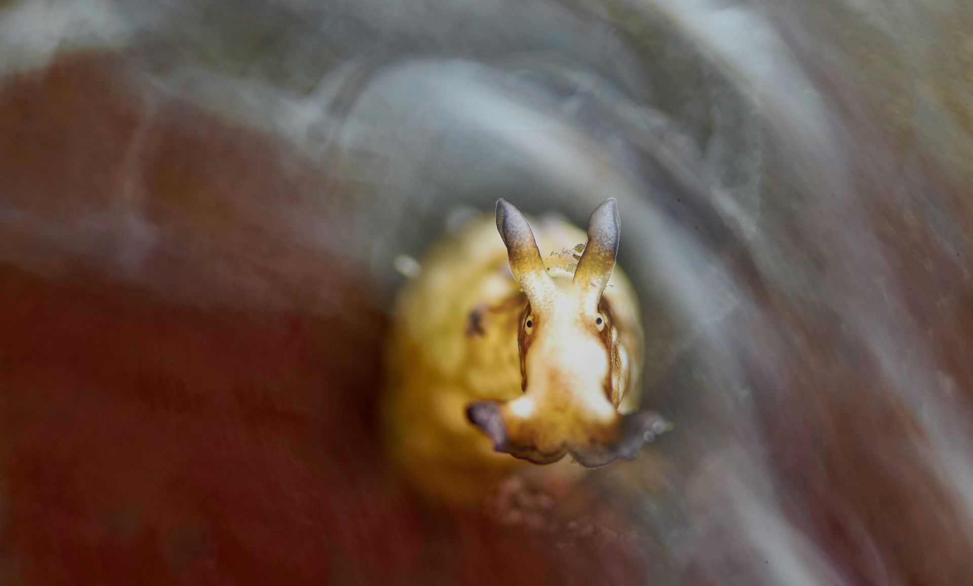 A sea hare faces the photographer with an unusual expression amid a swirl of white creating an artistic underwater macro image