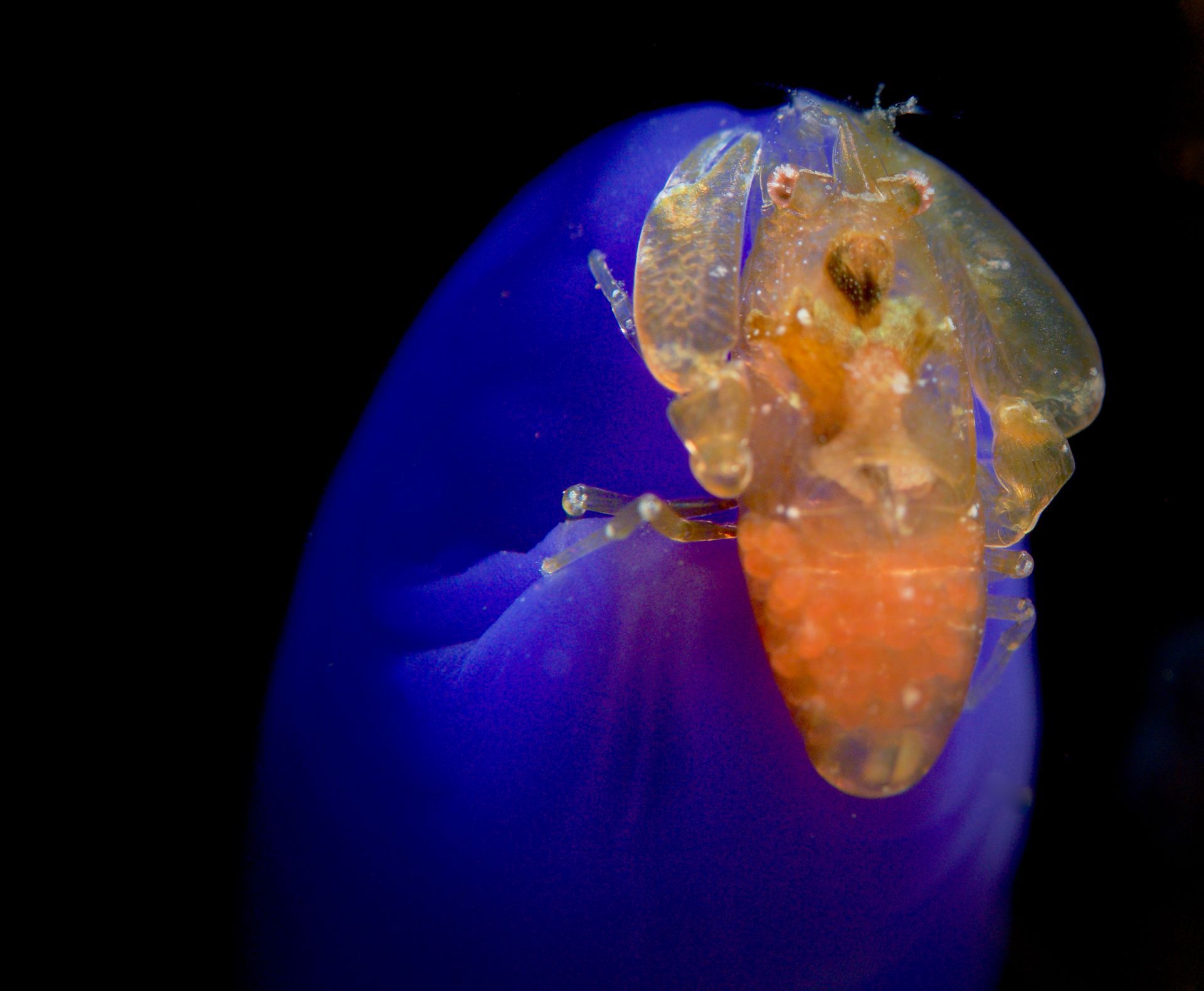 An orange shrimp sitting vertically on a blue tunicate making a compelling underwater macro  Fiji image