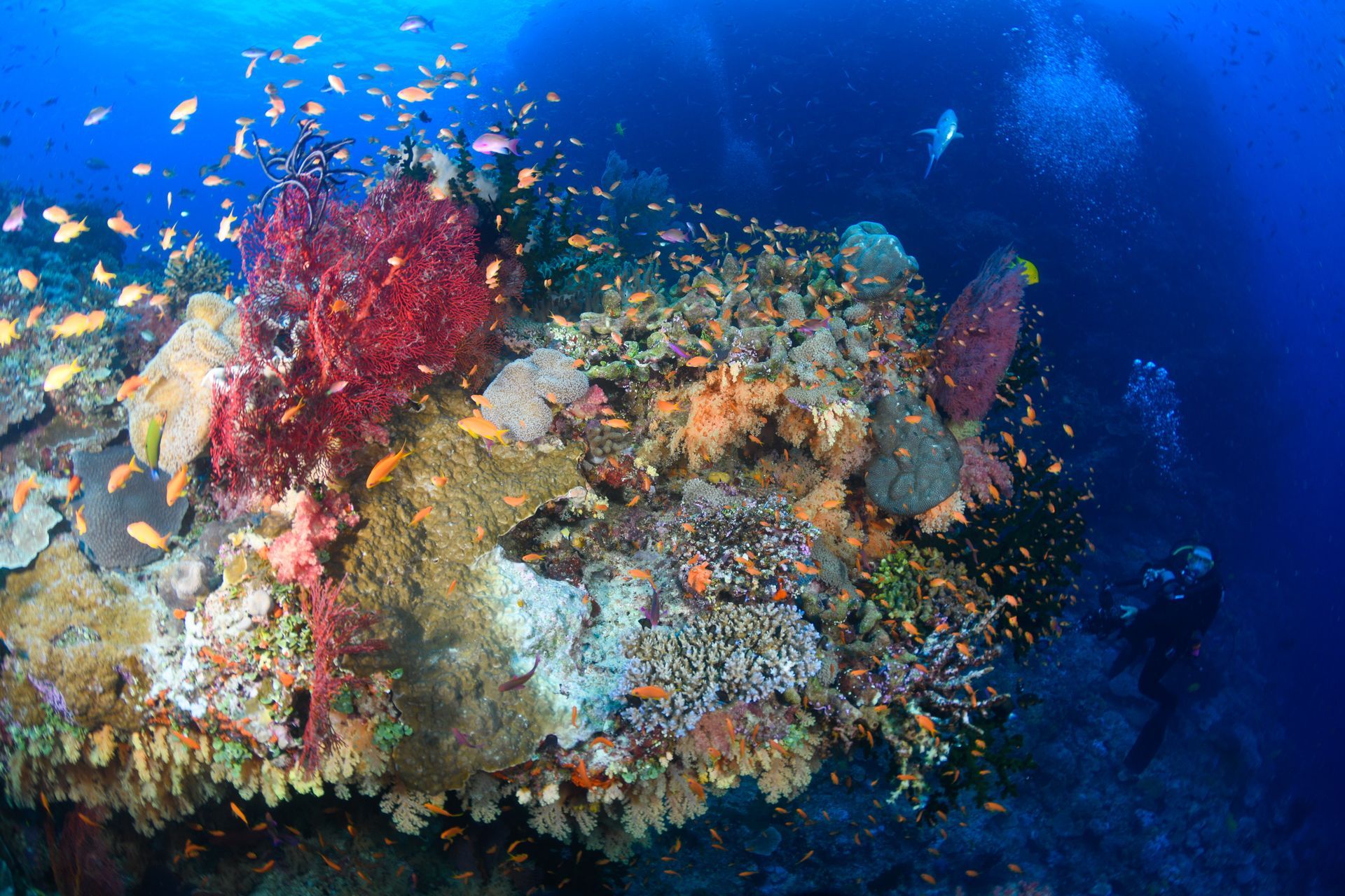 A diver is exploring a soft coral garden on the reef in the blue waters of Fiji during an all inclusive dive package vacation 