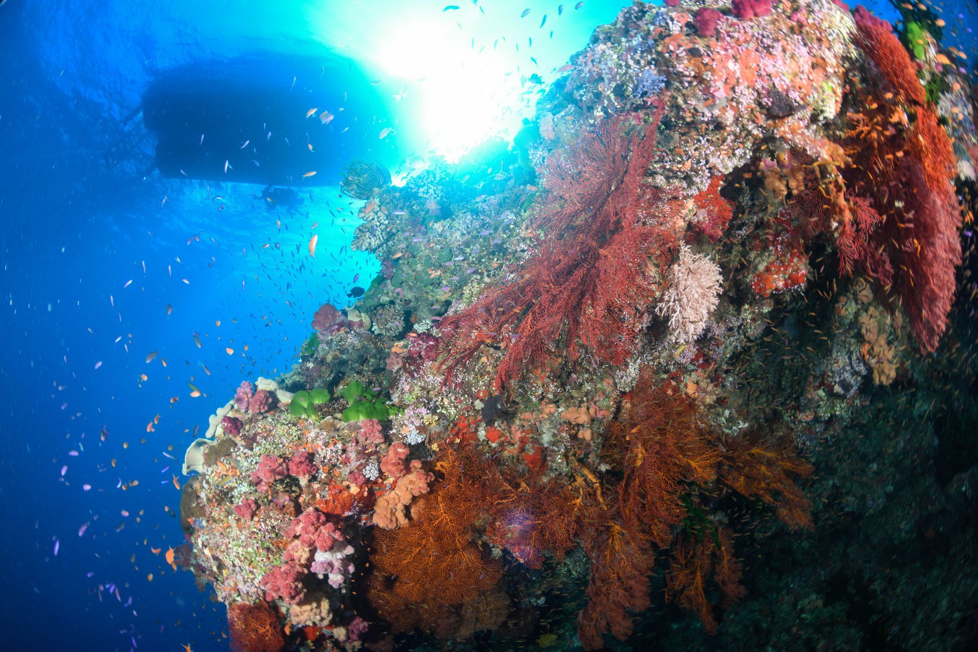 A boat and the sunlight in the scene of pink and red soft corals under the water in Fiji 