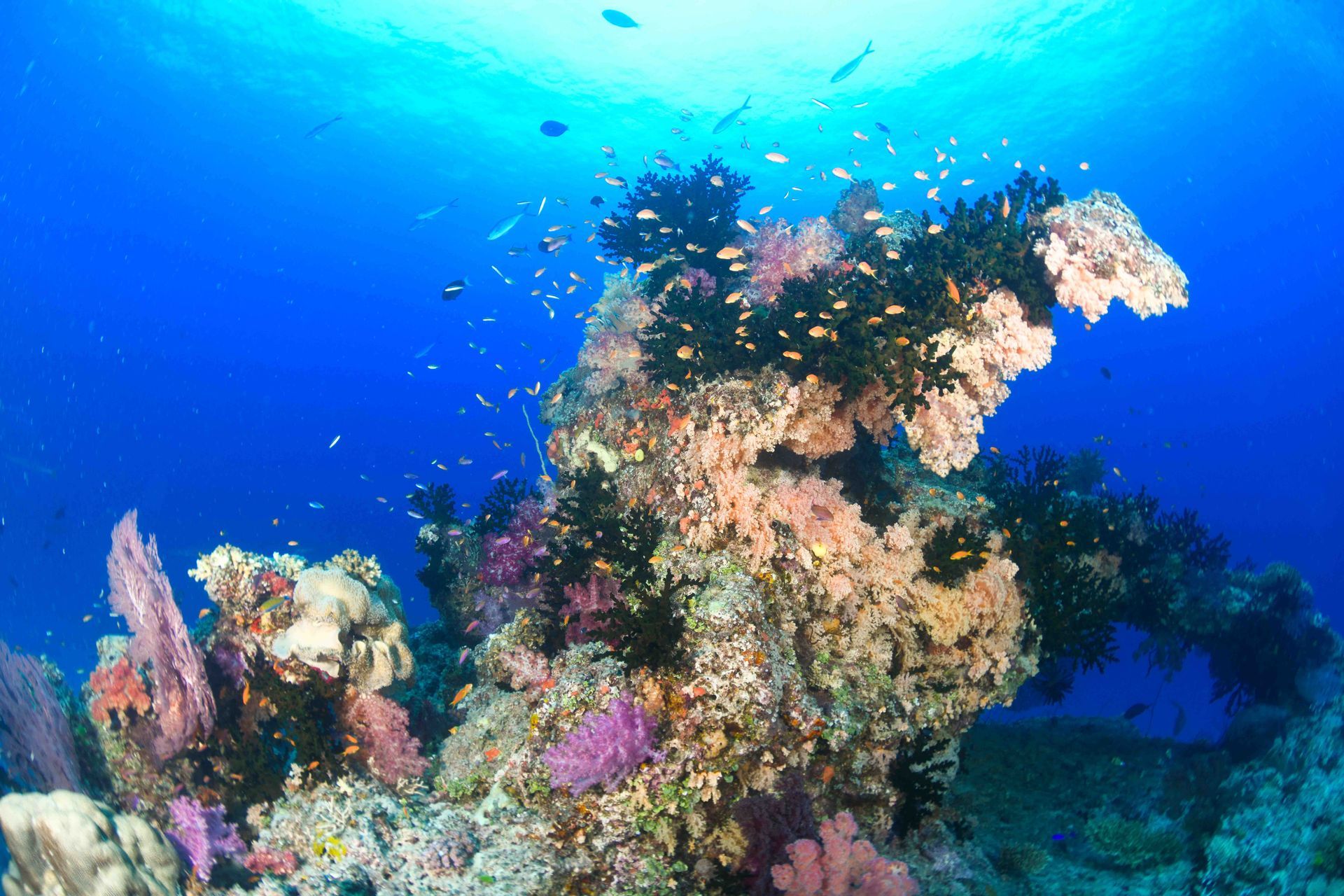 A soft coral bommie covered in small fish in the blue waters of the Fiji coral reef