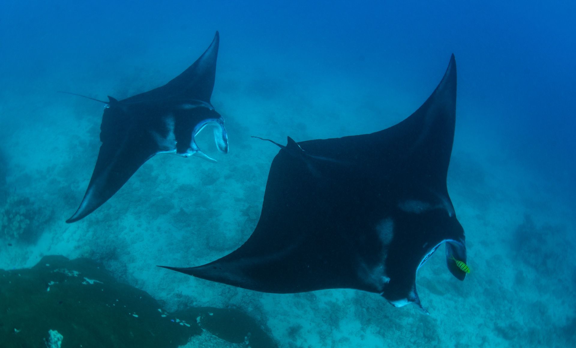 Two manta rays are swimming across the sea floor on Kadavu's Astrolobe reef in Fiji 