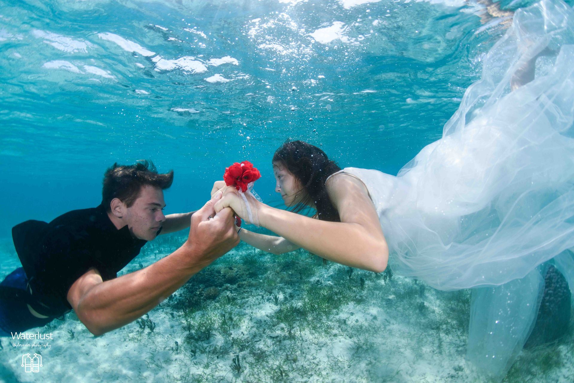 A Fiji bride and groom swim to meet each other in shallow turquoise water holding a rose 