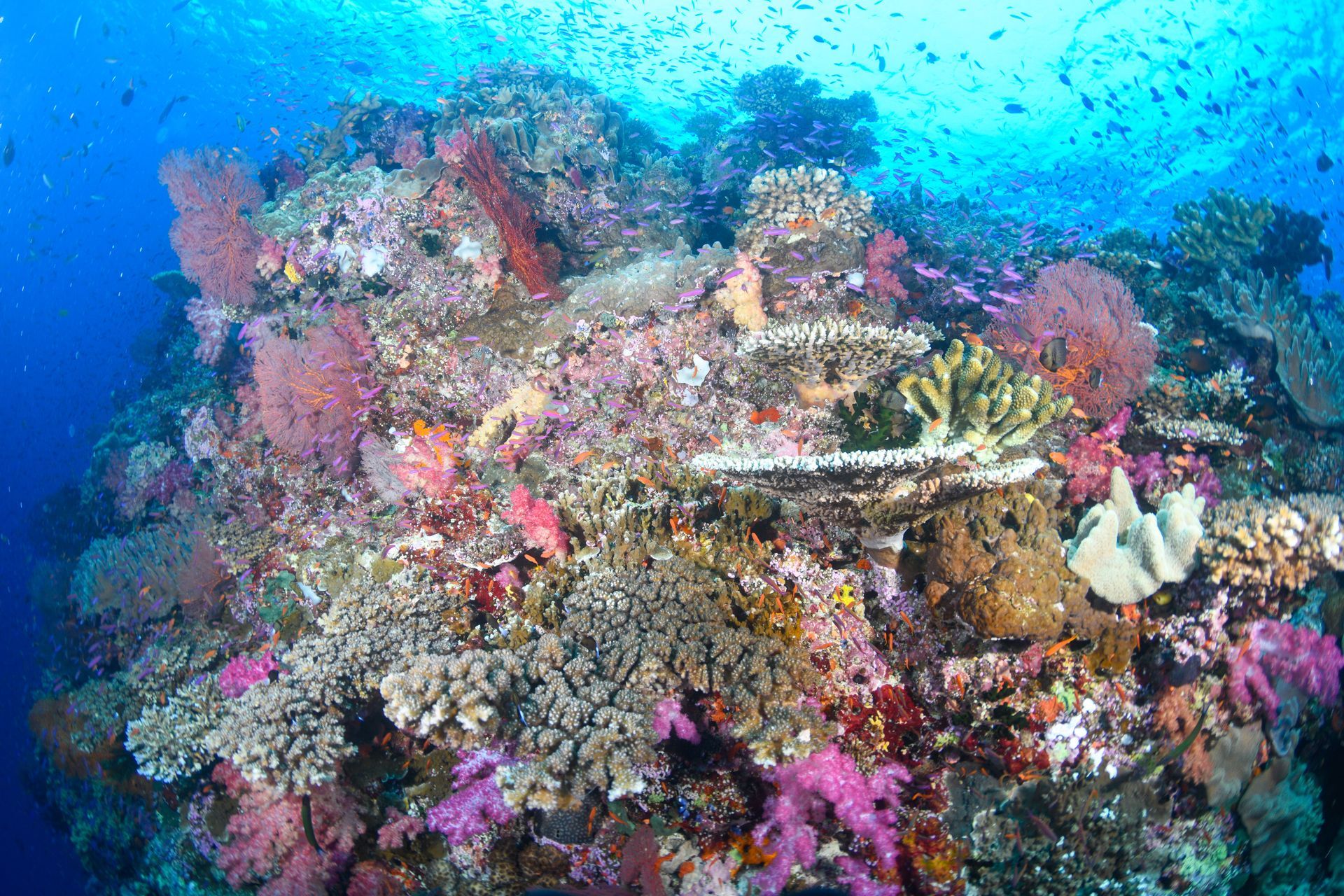 A coral reef in Fiji containing many different species of soft and hard corals in crystal clear waters represents some of the best diving in Fiji 