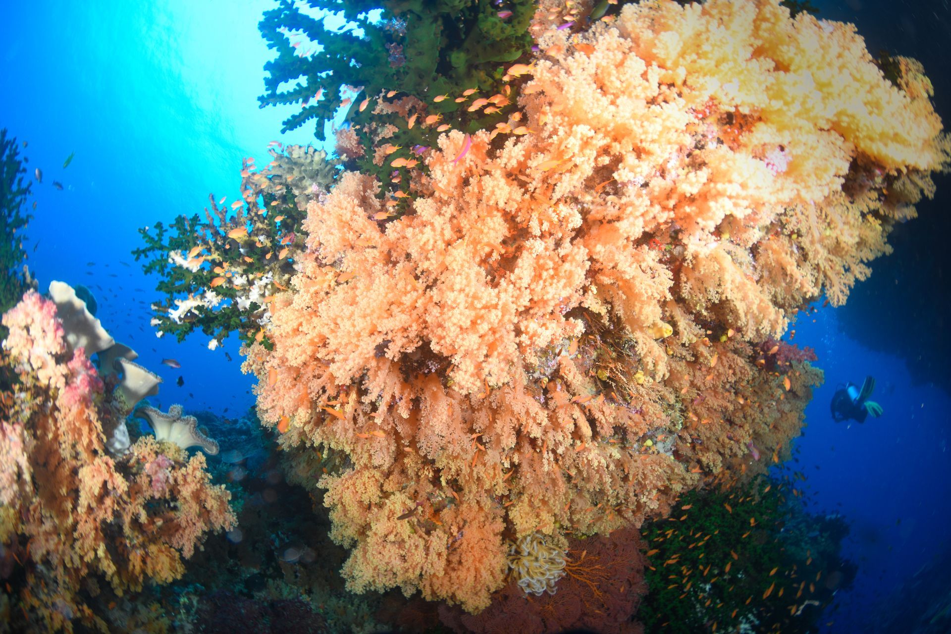 Tangerine soft corals cover a dive site in Fiji with a diver just disappearing into a tunnel through 'Mellow Yellow' site