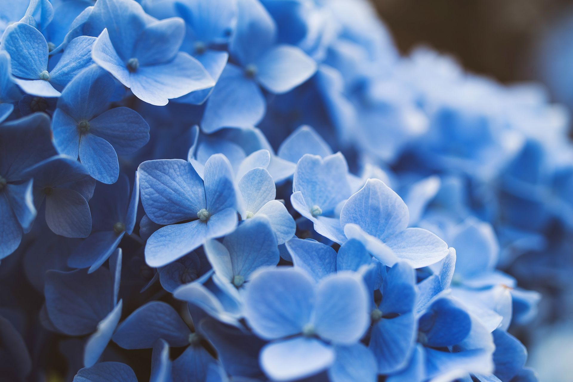 A close-up view of vibrant blue hydrangea flower clusters in soft focus.