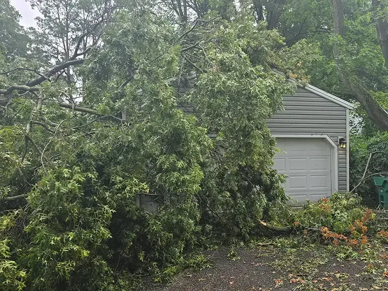 tree hauling - before