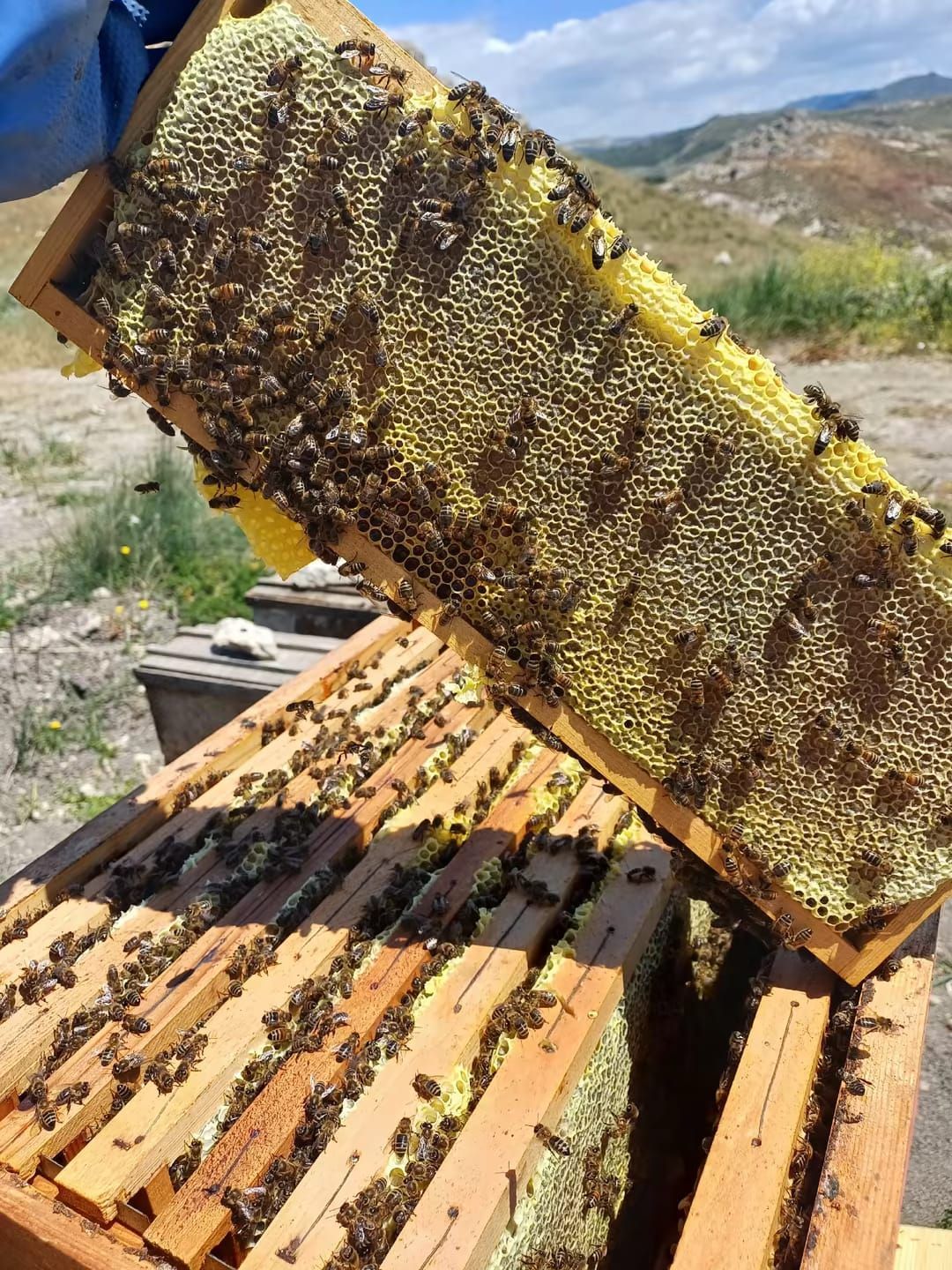 Apicoltore che tiene in mano un telaio per favi pieno di api, sopra un'arnia in un campo soleggiato.