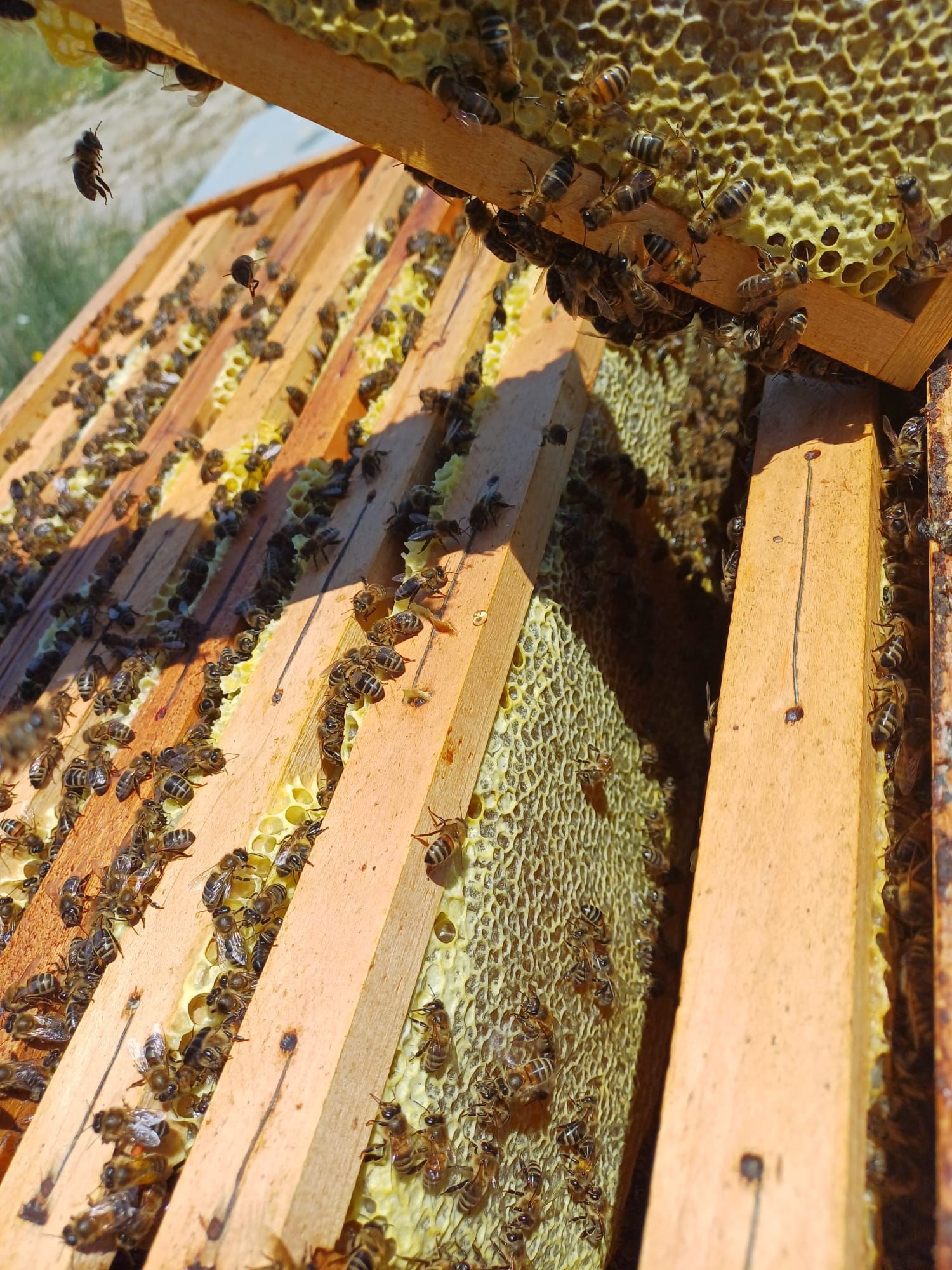 Api sui favi in ​​cornici di legno; primo piano di un alveare.