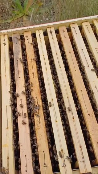 Telaini in legno per arnie con api raggruppate all'interno.