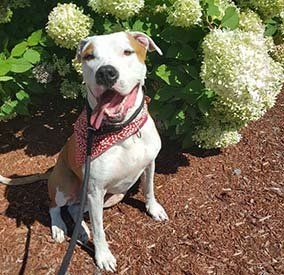 NYC Dog training and behavior blog - POODLES TO PIT BULLS DOG TRAINING