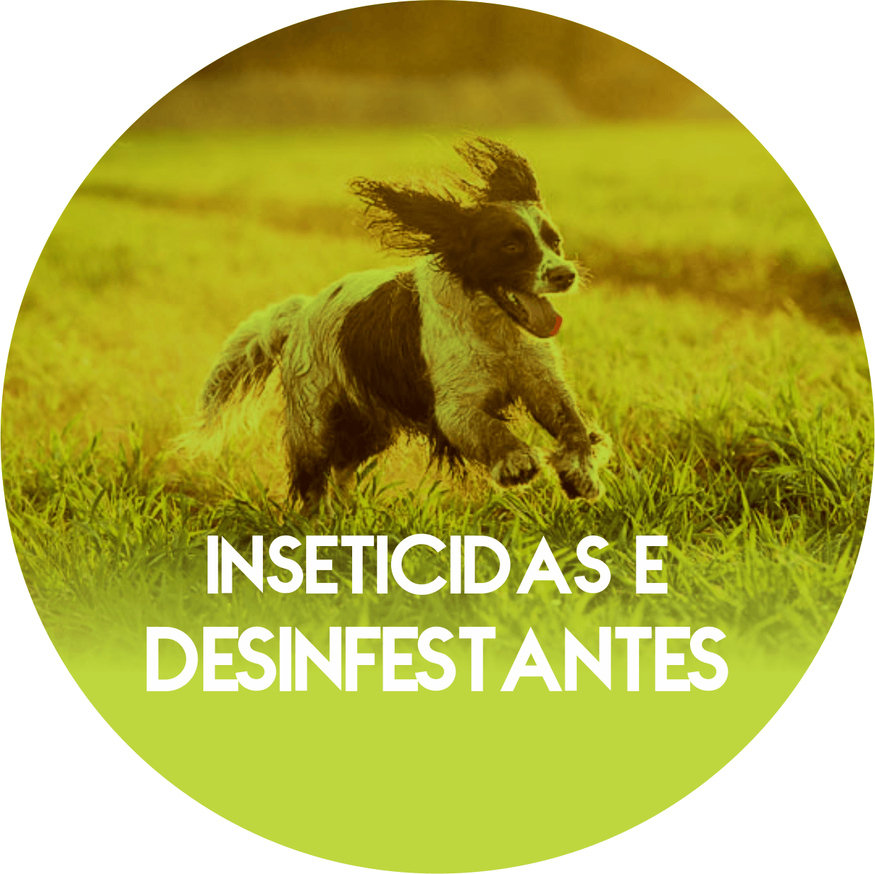 Uma imagem de um cachorro correndo em um campo com as palavras 