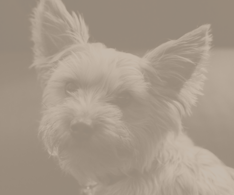 A small white dog is looking at the camera in a sepia tone photo.