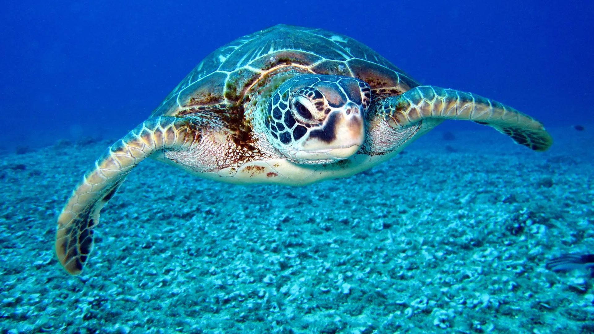 Sea turtle swimming in blue ocean water.