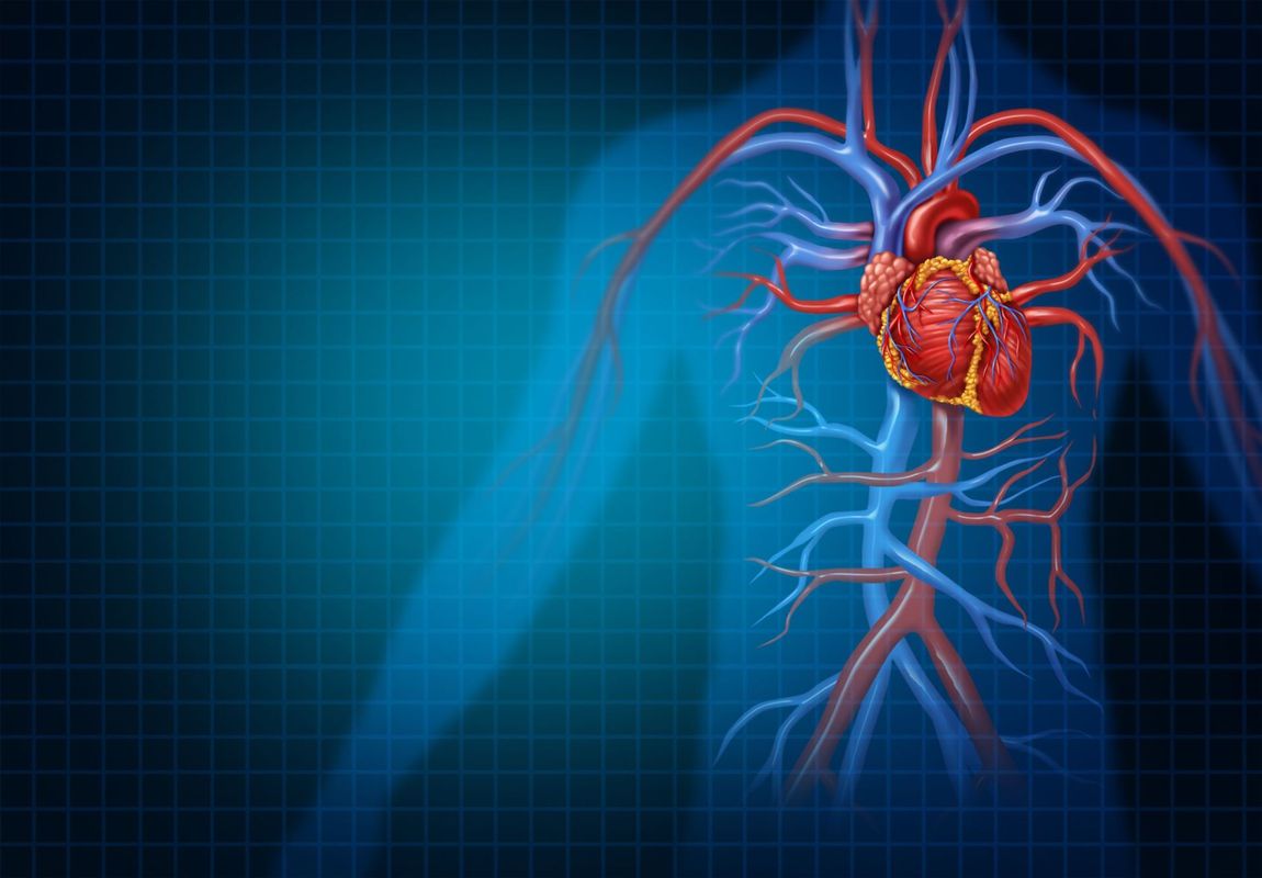 raffigurazione del sistema cardiovascolare