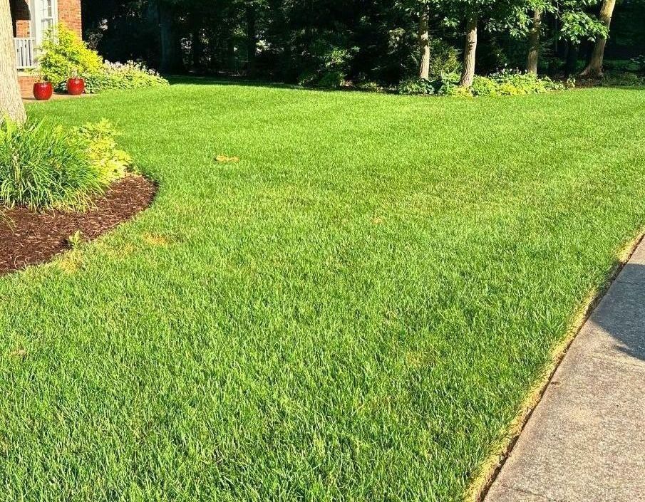 A lush green lawn next to a sidewalk in front of a house.