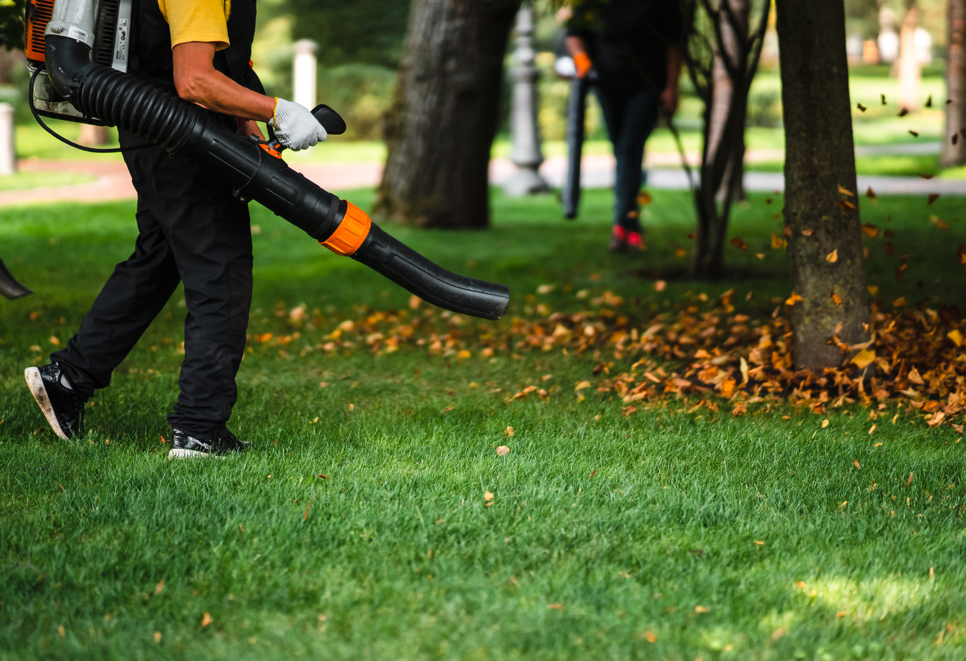 A man is blowing leaves in a park with a leaf blower.