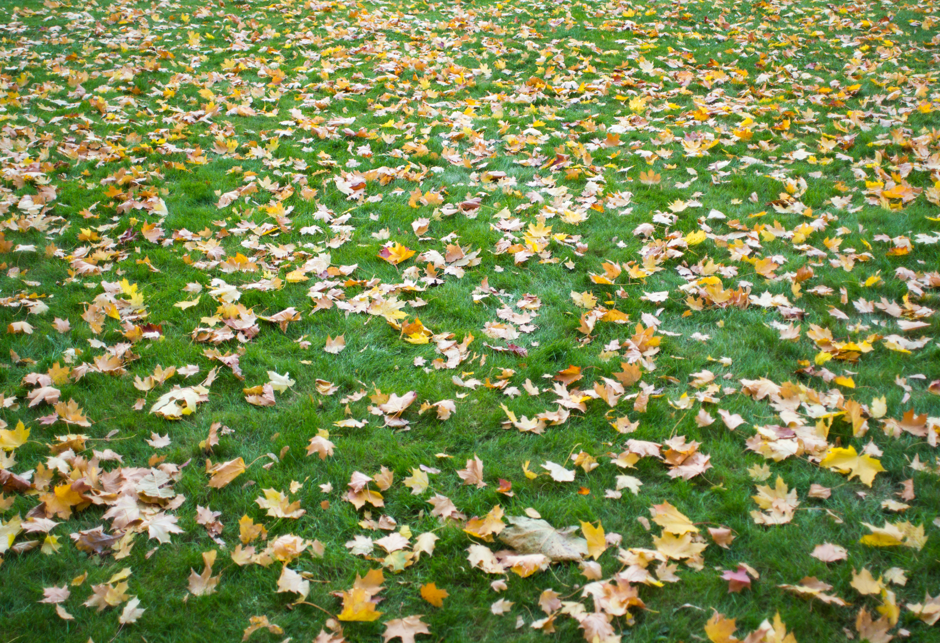 A field of leaves on a lush green lawn