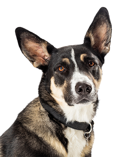 a black and white dog with a black collar is looking at the camera