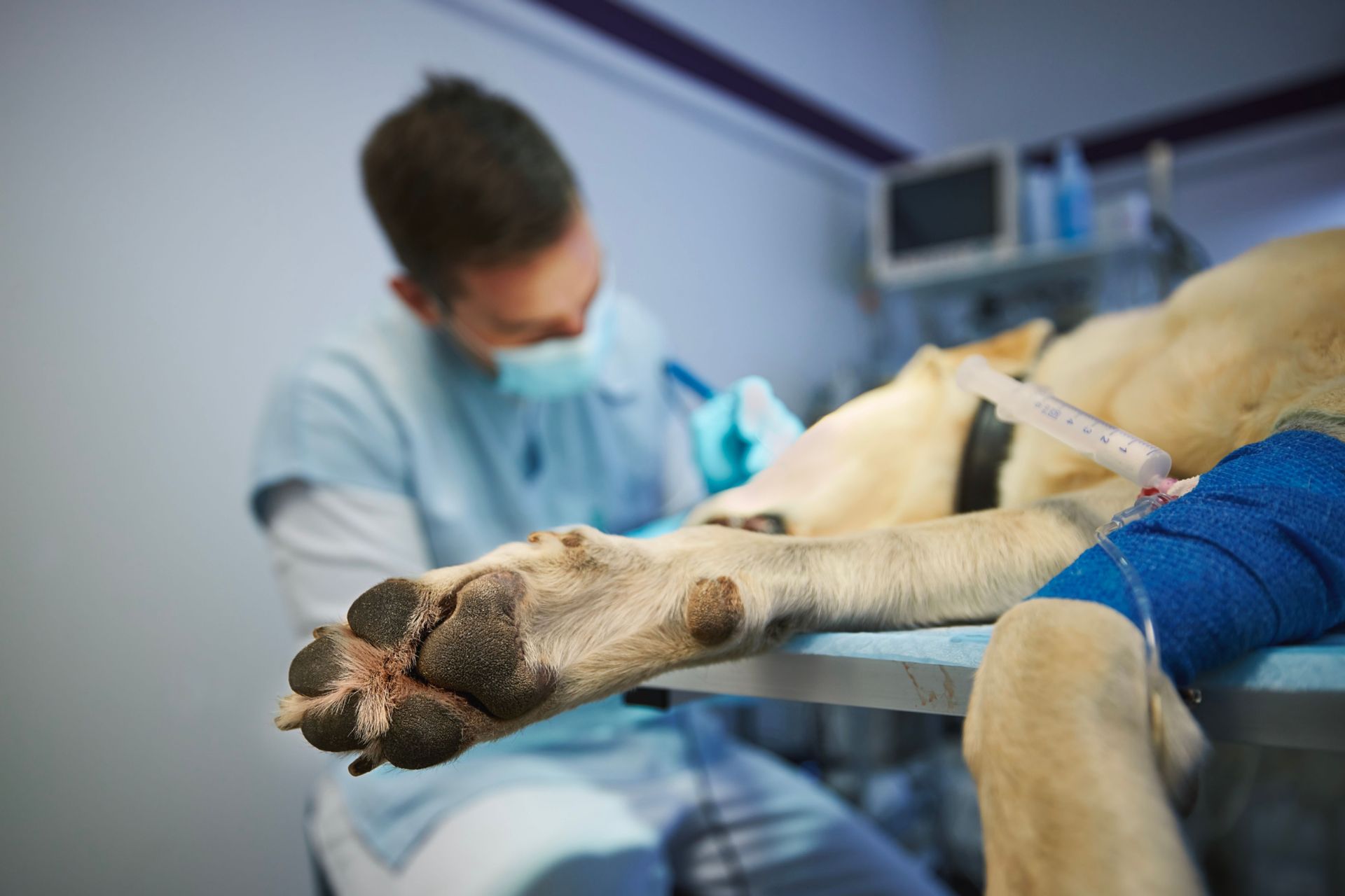 a dog is being examined by a veterinarian in an operating room .