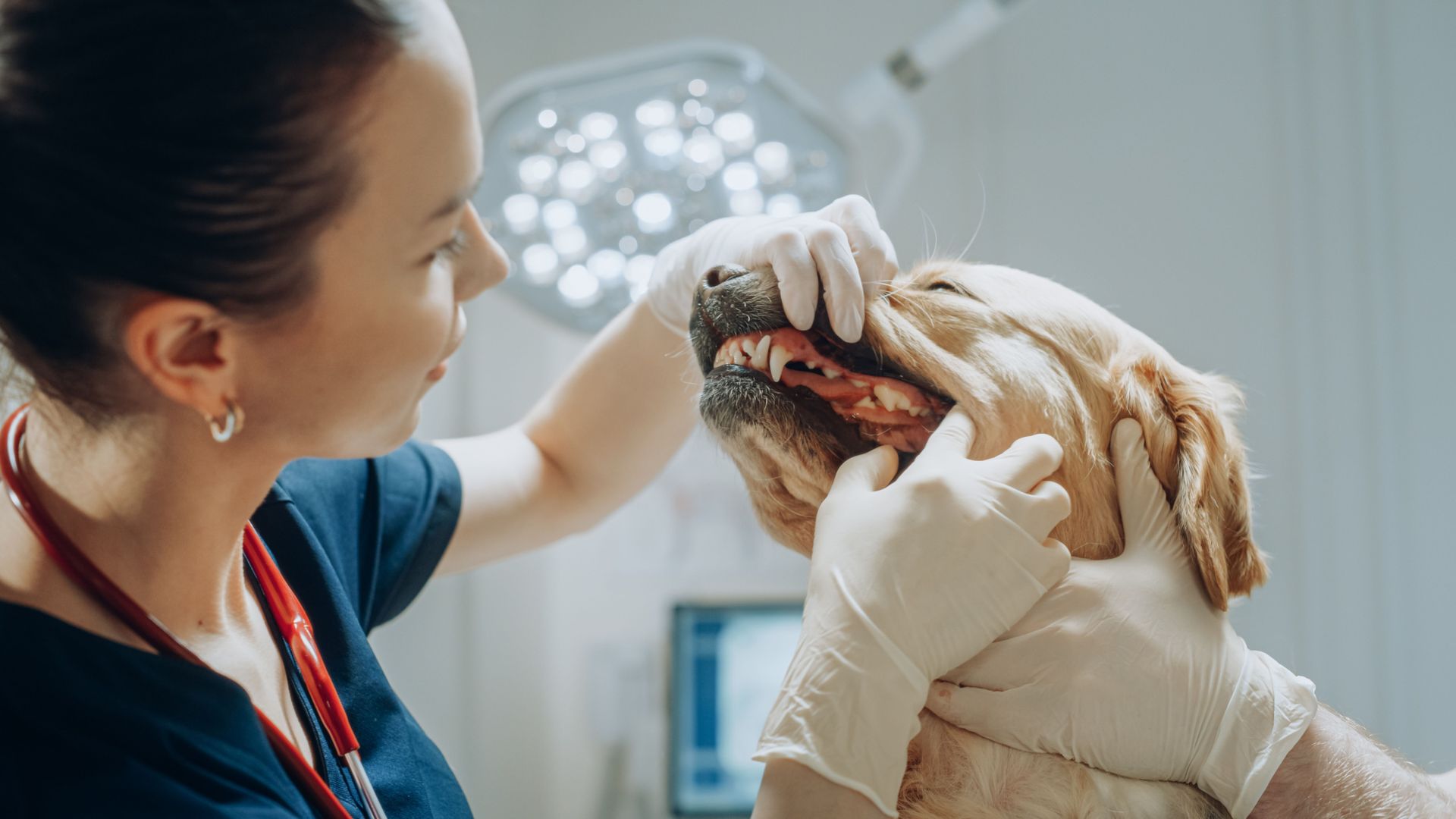 a veterinarian is examining a dog 's teeth in an operating room .