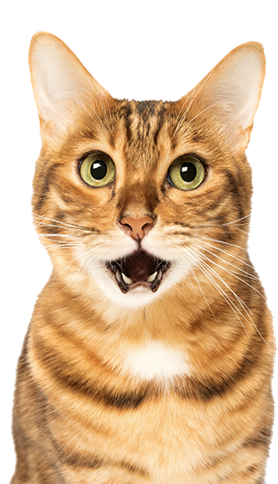 a close up of a cat with its mouth open