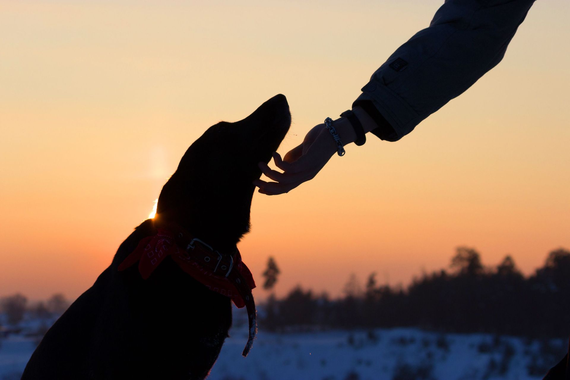 a person is rubbing a dog's neck at sunset